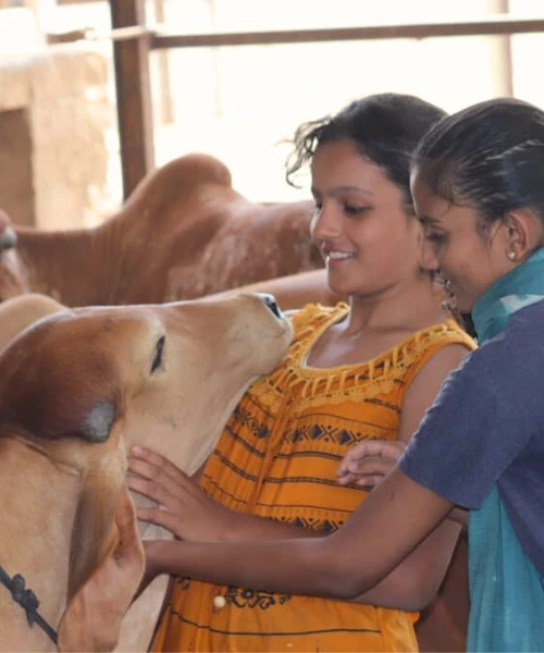 Gau Seva